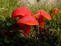 Hygrocybe