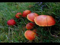 Hygrocybe