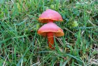 Hygrocybe