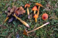 Hygrocybe