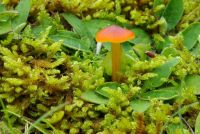 Hygrocybe