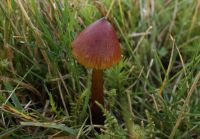 Hygrocybe