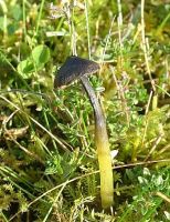 Hygrocybe