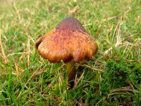 Hygrocybe