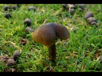 Hygrocybe