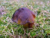 Hygrocybe