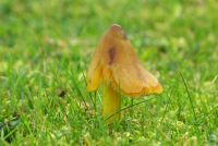 Hygrocybe