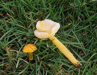 Hygrocybe