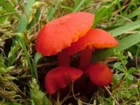 Hygrocybe