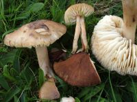 Neohygrocybe