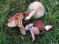 Neohygrocybe