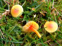 Hygrocybe