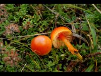 Hygrocybe