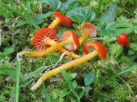 Hygrocybe