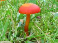 Hygrocybe