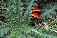 Hygrocybe