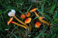 Hygrocybe