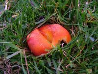 Hygrocybe