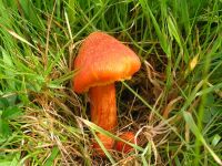 Hygrocybe