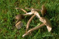 Gliophorus