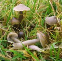 Gliophorus