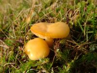 Gliophorus