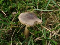 Neohygrocybe