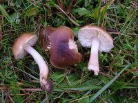 Neohygrocybe