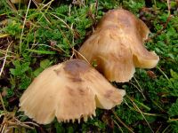 Neohygrocybe