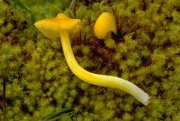 Hygrocybe