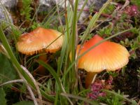 Hygrocybe