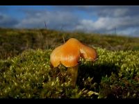 Hygrocybe