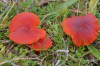 Hygrocybe
