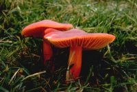 Hygrocybe