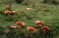 Hygrocybe