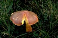 Hygrocybe