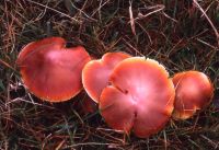 Hygrocybe