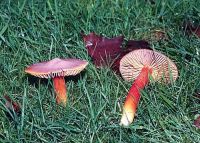 Hygrocybe