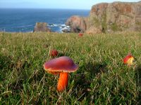 Hygrocybe