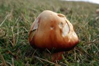 Hygrocybe