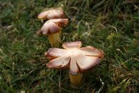 Hygrocybe