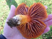 Hygrocybe