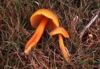 Hygrocybe
