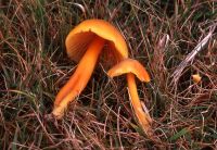 Hygrocybe