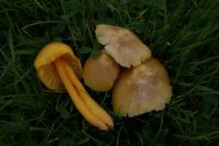 Hygrocybe