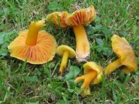 Hygrocybe