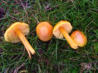 Hygrocybe