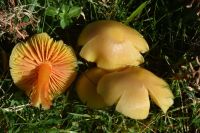 Hygrocybe