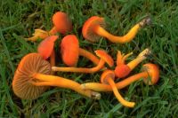 Hygrocybe