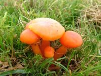 Hygrocybe